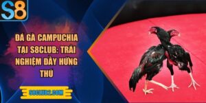Đá gà campuchia tại S8club: Trải nghiệm đầy hứng thú