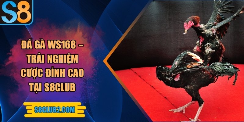Đá gà WS168 – Trải nghiệm cược đỉnh cao tại S8club